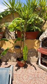 Banani