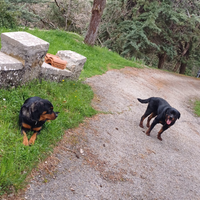 Cani rottweiler
