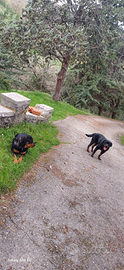 Cani rottweiler