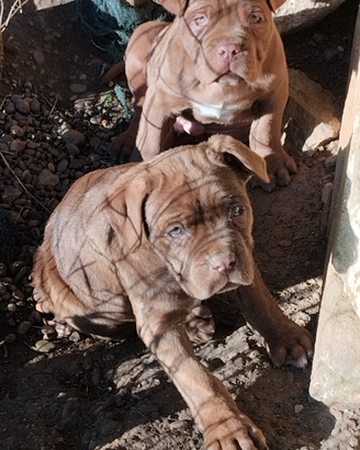 Cane corso