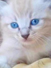 Gattini Siamesi tabby