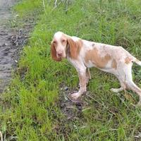Bracco italiano