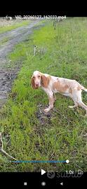 Bracco italiano
