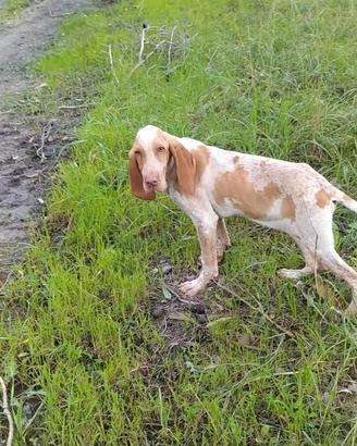 Bracco italiano