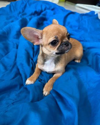 Cucciola di chihuahua