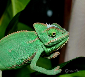 Camaleonte ( calyptratus)