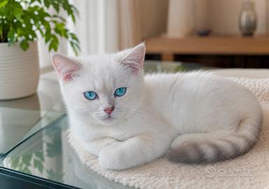 Cucciolo di Britush Shorthair
