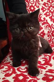 Gattine british