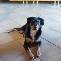 Cane mix. Border collie x rottweiler