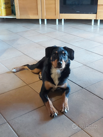 Cane mix. Border collie x rottweiler