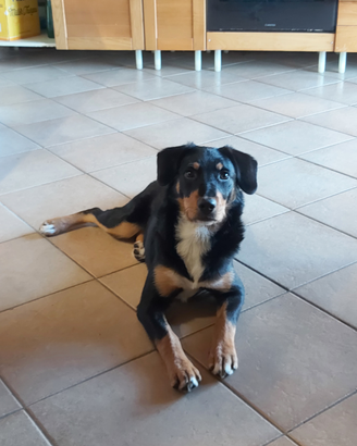 Cane mix. Border collie x rottweiler