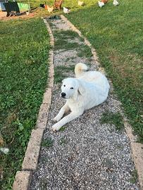 Cucciola di pastore maremmano abruzzese