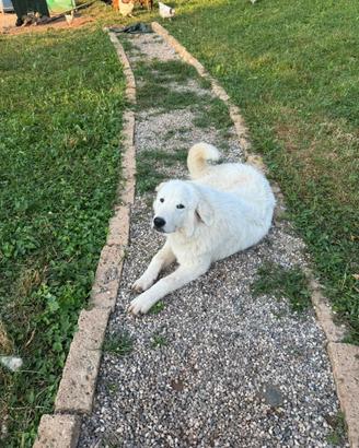 Cucciola di pastore maremmano abruzzese
