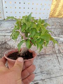 pre bonsai 