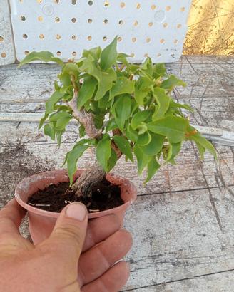 pre bonsai 