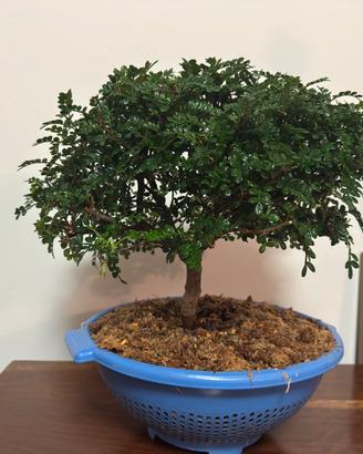 Bonsai Pepe Cinese (Zanthoxylum)
