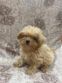 Barboncino maltipoo toy