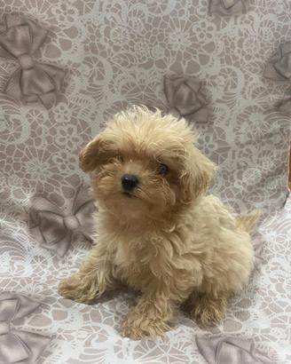 Barboncino maltipoo toy