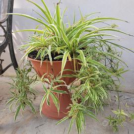 nastrino falangio pianta ragno 