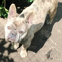 Bulldog francese Merle