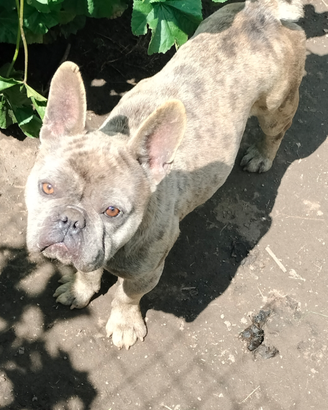 Bulldog francese Merle