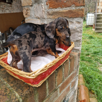 Cuccioli di bassotto arlecchino