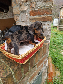 Cuccioli di bassotto arlecchino