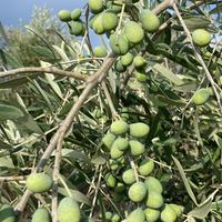 Oliveto igp con annesso agricolo
