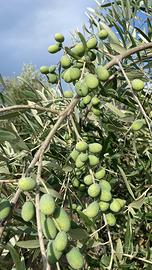 Oliveto igp con annesso agricolo
