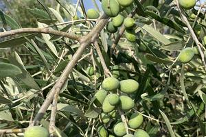 Oliveto igp con annesso agricolo