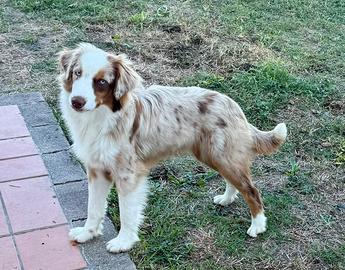 Miniature american shepherd/Mas (mini Aussie)