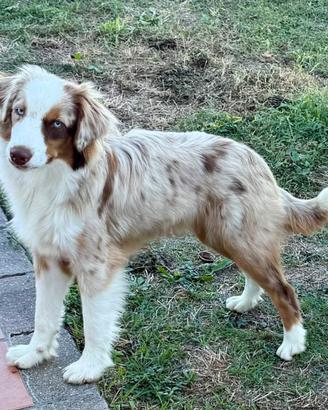 Miniature american shepherd/Mas (mini Aussie)