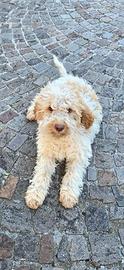 Cucciola di Lagotto Romagnolo Top leggete