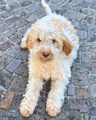 Cucciola di Lagotto Romagnolo Top leggete
