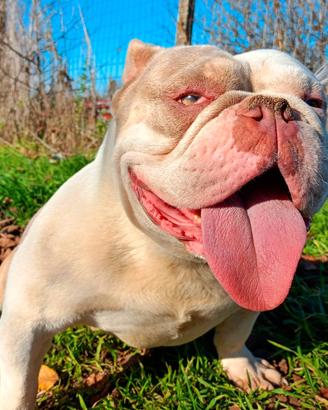 American bully