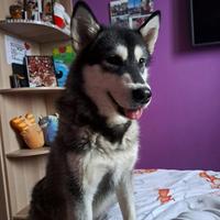 Blizard, alaskan malamute, 2 anni, 20 kg