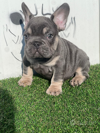 Bulldog francese big rope