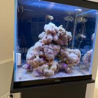 Acquario marino Aquatlantis 110 litri