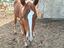 Immagine 1