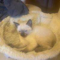 Cucciolo di siamese thai