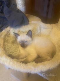 Cucciolo di siamese thai
