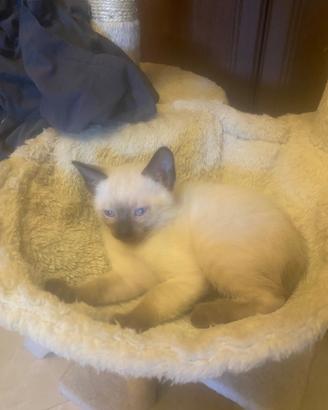 Cucciolo di siamese thai