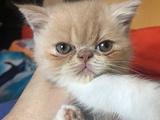 Cucciolo gatto persiano maschio shorthair