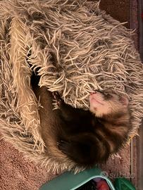 Furetta