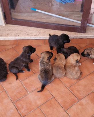 Cuccioli lagotto pastore belga malinois