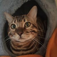 Gatto gattino cucciolo Bengala Maschio da Adottare