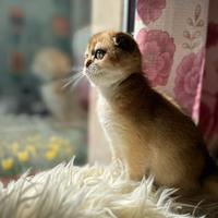 Scottish fold
