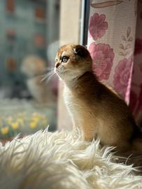 Scottish fold