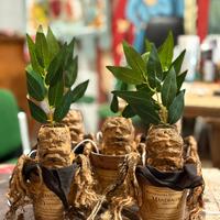 Meccanismo interattivo Mandragole