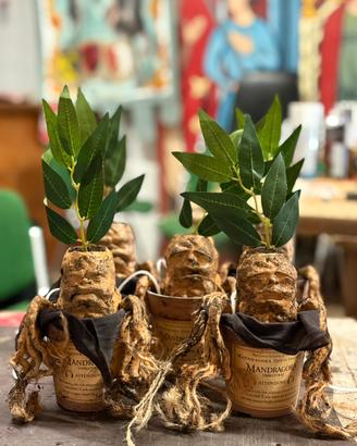 Meccanismo interattivo Mandragole